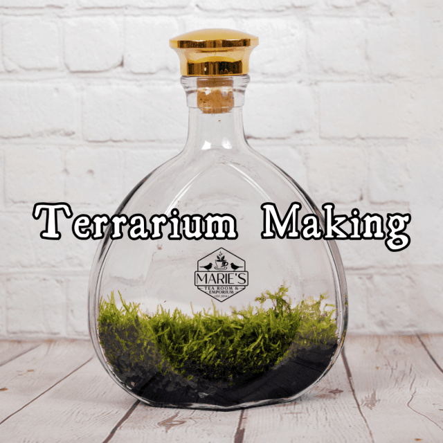 Terrarium Making
